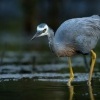 Volavka belolici - Egretta novaehollandiae - White-faced Heron 9862
